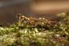 Mantispa styriaca